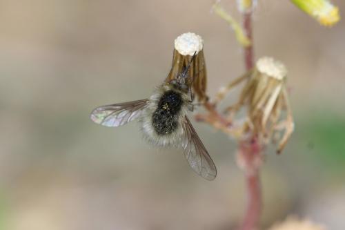 Réf. 280 665 : Bombylius trichurus